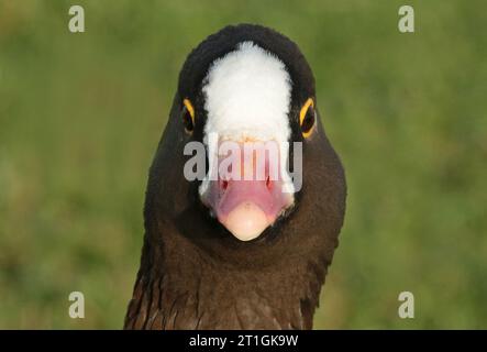 lesser white-fronted goose (Anser erythropus), portrait, front view, Netherlands Stock Photo