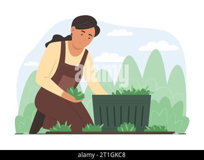 Farmer Woman Picking Fresh Organic Vegetables in Garden Stock Vector