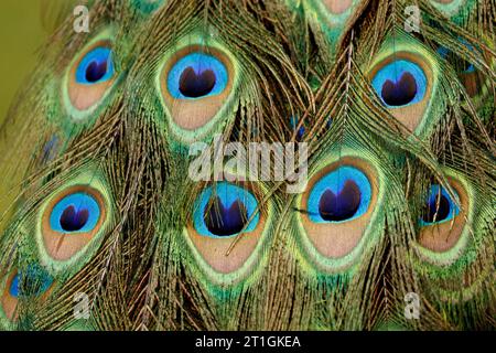 Common peafowl, Indian peafowl, blue peafowl (Pavo cristatus), peacock feathers, detail Stock Photo