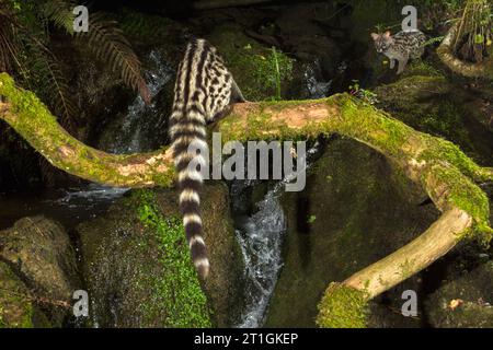 Small-spotted genet, Common genet (Genetta genetta), climbing over a moss-covered branch on the waterside, rear view, Spain Stock Photo