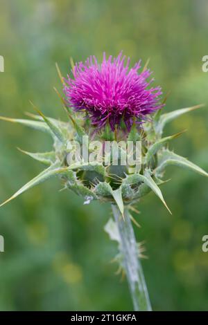 Blessed milkthistle, Lady's thistle, Milk thistle (Silybum marianum, Carduus marianus), blooming, Croatia Stock Photo