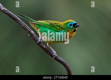 brassy-breasted tanager (Tangara desmaresti), perched on a branch in Brazilian ran forest, Brazil Stock Photo