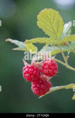 European red raspberry (Rubus idaeus), branch with raspberries, Germany Stock Photo