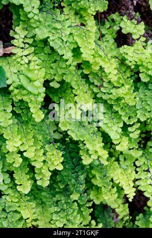Maidenhair Fern, Venus Maidenhair, Southern maidenhair fern, black maidenhair fern, Venus hair fern (Adiantum capillus-veneris), frond, Croatia Stock Photo