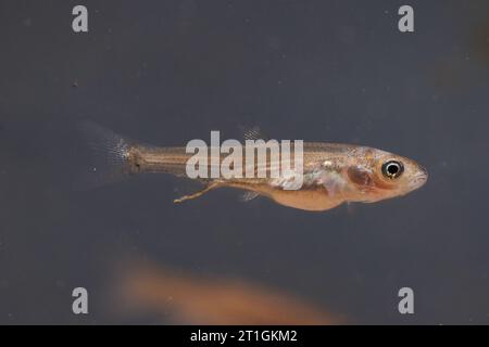 nase (Chondrostoma nasus), juvenile, side view, Germany Stock Photo