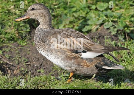 gadwall (Anas strepera, Mareca strepera), young drake walking in a meadow, side view, Netherlands Stock Photo