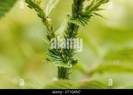 Meadow-sweet aphid (Macrosiphum cholodkovskyi), on meadowsweet, Filipendula ulmaria, Germany, Bavaria, Isental Stock Photo