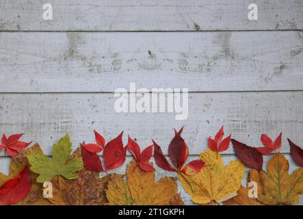 Autumn background Stock Photo