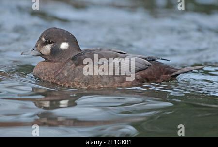 harlequin duck, painted duck, totem pole duck, rock duck, glacier duck, mountain duck, white-eyed diver, squeaker, blue streak (Histrionicus Stock Photo