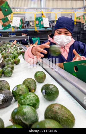 Workers sort and pack avocados for export at Panchos Avocado packing plant in Morelia, Michoacan, Mexico. Stock Photo