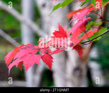 Red maple leaves contrast against green leaves and the white barck of birch trees. Stock Photo