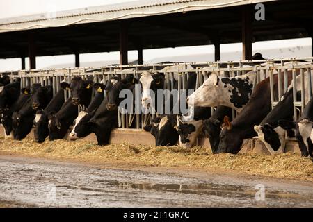 Los Banos, California, USA - January 3, 2023: Cloudy winter sun shines on a cow livestock farm in the central valley. Stock Photo