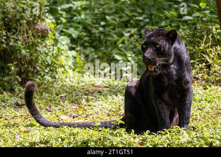 The black Indochinese leopard (Panthera pardus delacouri) sit in a tropical nature Stock Photo