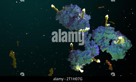 Antibody drug conjugates (ADCs) are targeted medicines that deliver ...