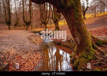 Magical Otzarreta Forest in the natural park of Gorbea, Bizkaia. Basque Country Stock Photo