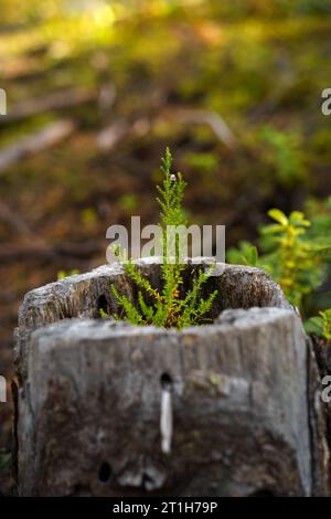 Close up view of a small heather growing out of a hollow tree stump Stock Photo