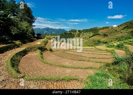 Scenes from the rice harvest, Mu Cang Chai, Yen Bai, Vietnam Stock Photo