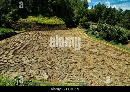 Scenes from the rice harvest, Mu Cang Chai, Yen Bai, Vietnam Stock Photo