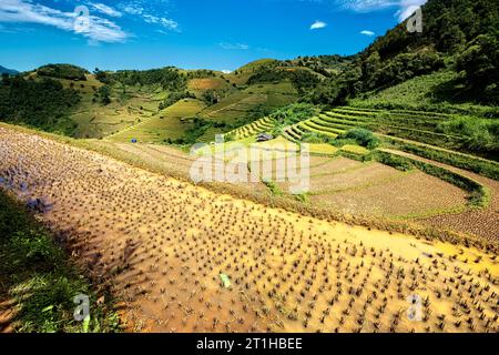 Scenes From The Rice Harvest, Mu Cang Chai, Yen Bai, Vietnam Stock ...