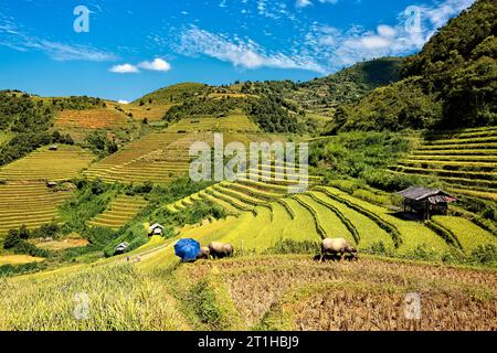 Scenes from the rice harvest, Mu Cang Chai, Yen Bai, Vietnam Stock Photo