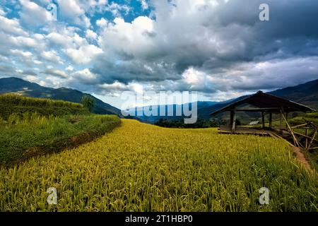 Scenes from the rice harvest, Mu Cang Chai, Yen Bai, Vietnam Stock Photo