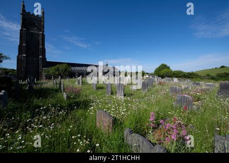 Graveyard with Daisies, St Peter's Church, Ugborough, Devon, England, UK Stock Photo