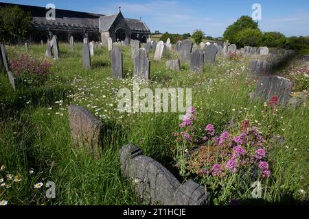 Graveyard with Daisies, St Peter's Church, Ugborough, Devon, England, UK Stock Photo
