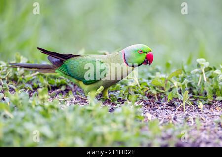 Rose-ringed Parakeet (Psittacula krameri) is a vibrantly bright green parakeet, frequently found in woodland, parks, and gardens, where it feeds mainl Stock Photo