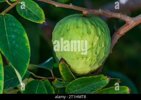 Custard apple on the tree, fruit produced on the tropical coast of Granada. Stock Photo