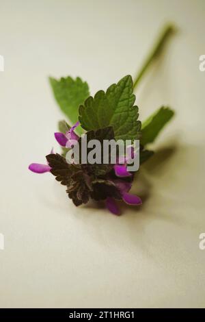 Lamium purpureum. Biennial herbaceous plants. Wild purple flowers on beige table Stock Photo