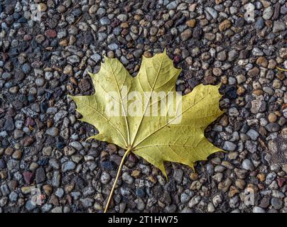 green maple leaf on a background of small gray and brown pebbles close-up Stock Photo