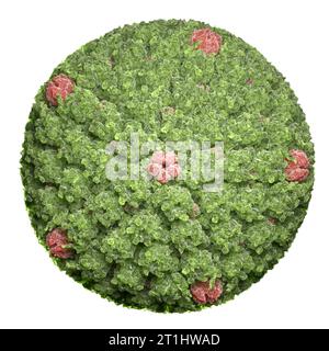 Human Herpes Virus, Viral infection. Isolated.3d illustration Stock Photo