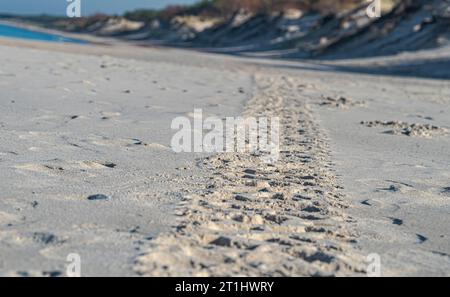 car tire marks on the sand on an autumn sunny day Stock Photo