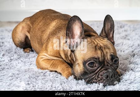 cute french bulldog lying on a carpet Stock Photo