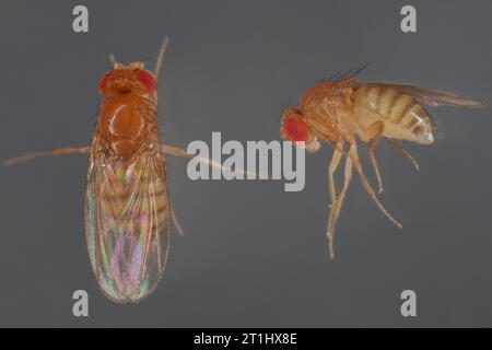 Vinegar fly, fruit fly (Drosophila melanogaster) Stock Photo