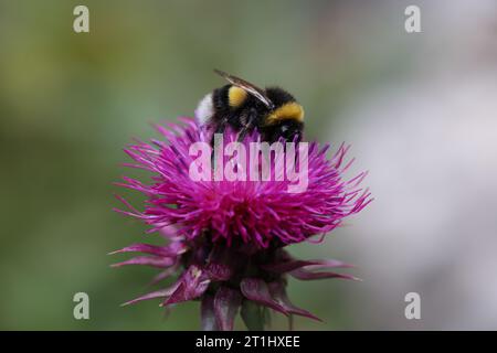 bumblebee pollinating a thistle flower Stock Photo