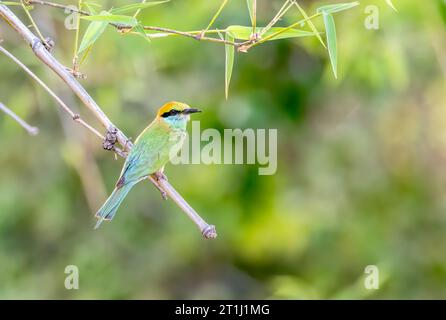 A green bee eater sitting on a grass inside Bandhavgarh tiger reserve on a hot afternoon during a wildlife safari Stock Photo