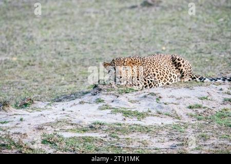 A leopard sitting in a stalking position  on the buffer area of Bandhavgarh Tiger reserve during a wildlife safari Stock Photo