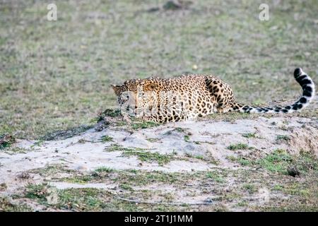 A leopard sitting in a stalking position  on the buffer area of Bandhavgarh Tiger reserve during a wildlife safari Stock Photo