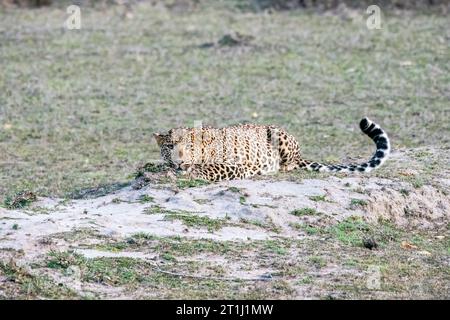 A leopard sitting in a stalking position  on the buffer area of Bandhavgarh Tiger reserve during a wildlife safari Stock Photo