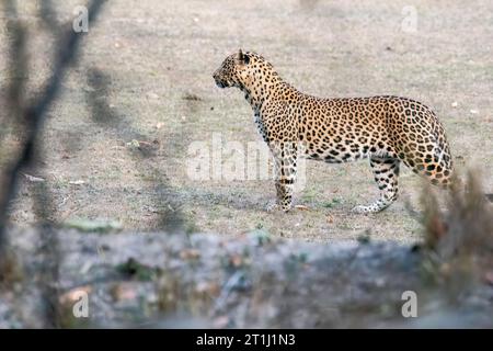 A leopard sitting in a stalking position  on the buffer area of Bandhavgarh Tiger reserve during a wildlife safari Stock Photo