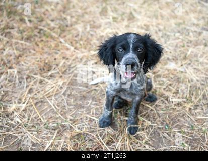 A happy black and white canine standing at farm.Portrait of an english cocker spaniel looking at the camera Stock Photo