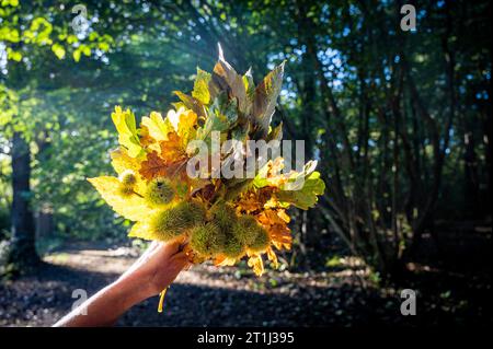 Brighton UK 14th October 2023 - Holding chestnut trees leaves on a beautiful sunny but chilly day for an Autumn walk through the Stanmer Park woods just north of Brighton as sunshine is forecast for the weekend in the South East of UK   : Credit Simon Dack / Alamy Live News Stock Photo