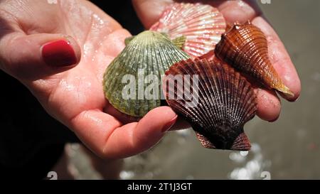 A woman holding multiple seashells on a beach in Mui Ne, Vietnam, Asia Stock Photo
