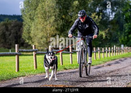 Drei Gleichen, Germany. 14th Oct, 2023. Musher Matthias Klatt from Wildeck (drives for the sled dog sport club Thuringia e.V.) trains with his Siberian Husky Bandit (8 years old) for the Bikejöring on the golf course 'Drei Gleichen' in Mühlberg. This is where the WSA Dryland World Championships (Sled Dog World Championships) will be held from December 8 to 12, 2023. Thuringia is the second time host for the competition, which will be held without snow. Credit: Jacob Schröter/dpa/Alamy Live News Stock Photo