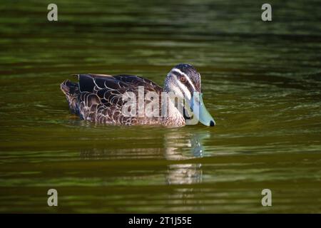 A Pacific Black Duck, Anas superciliosa, swimming on Lake Claremont in Perth, Western Australia. Stock Photo