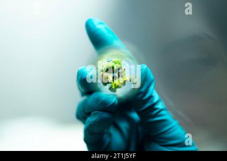 A scientist working in a laboratory, conducting agricultural research Stock Photo