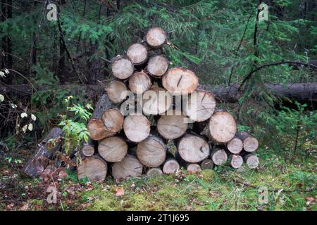 A pile of wood after deforestation. Tree logs lie on the ground in the forest. Dry chopped firewood stacked on top of each other. Stock Photo