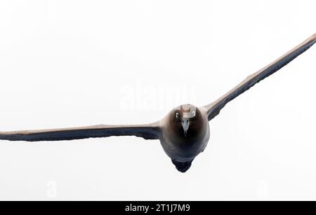 Adult Light-mantled Albatross (Phoebetria palpebrata) flying head on, high above the Pacific Ocean between the Aucklands islands and Antipodes islands Stock Photo