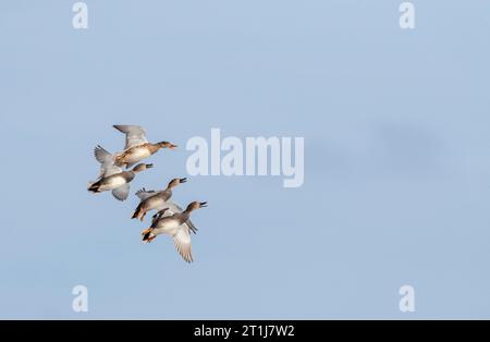 Gadwall (Anas strepera) wintering at Katwijk, Netherlands. Three males chasing a female in mid-air. Stock Photo